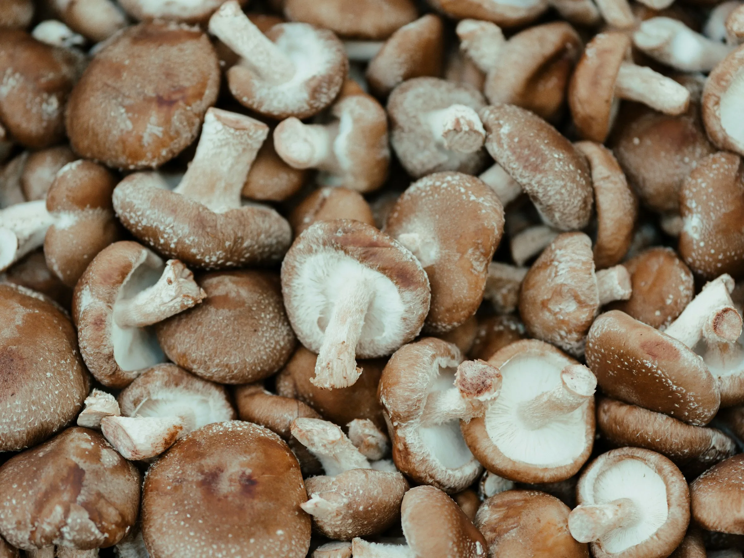 Setas shiitake