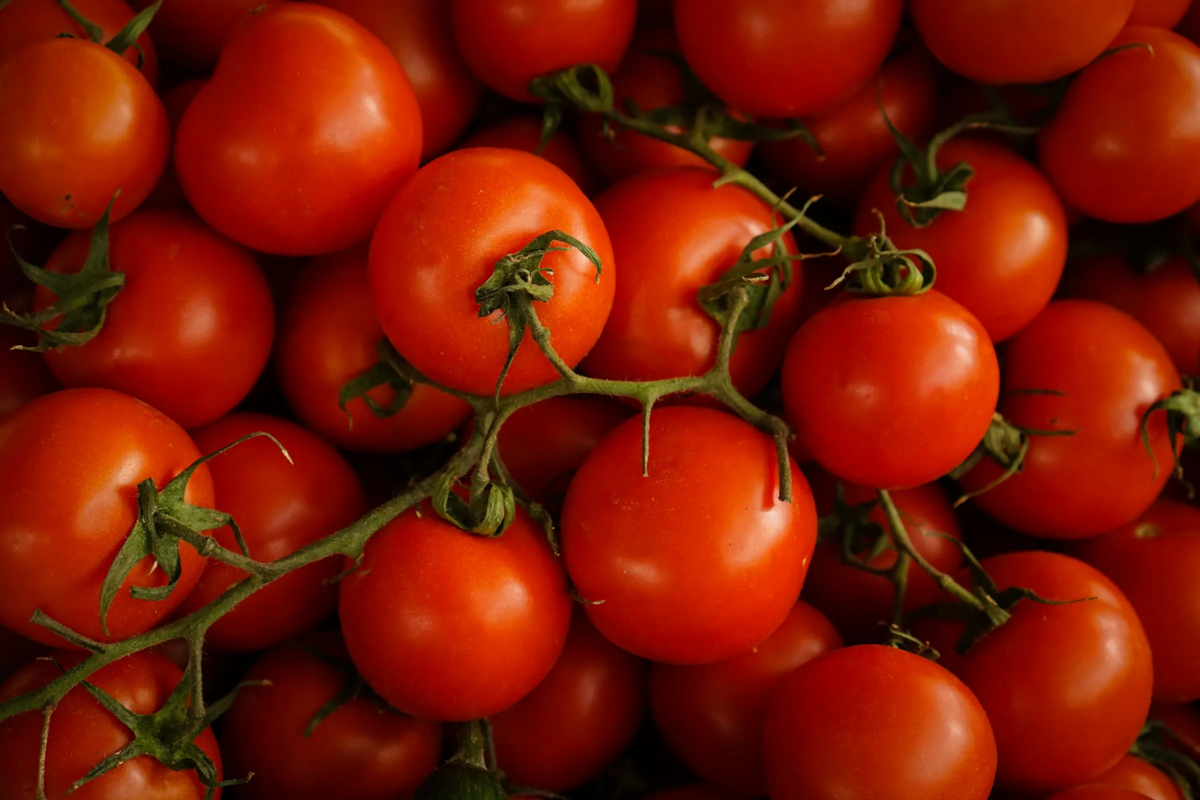 Tomates cherry en rama